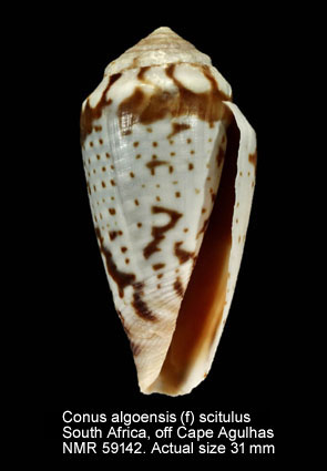 Conus algoensis (f) scitulus.jpg - Conus algoensis (f) scitulusReeve,1849
